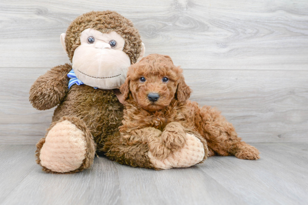 Mini Goldendoodle Pup Being Cute