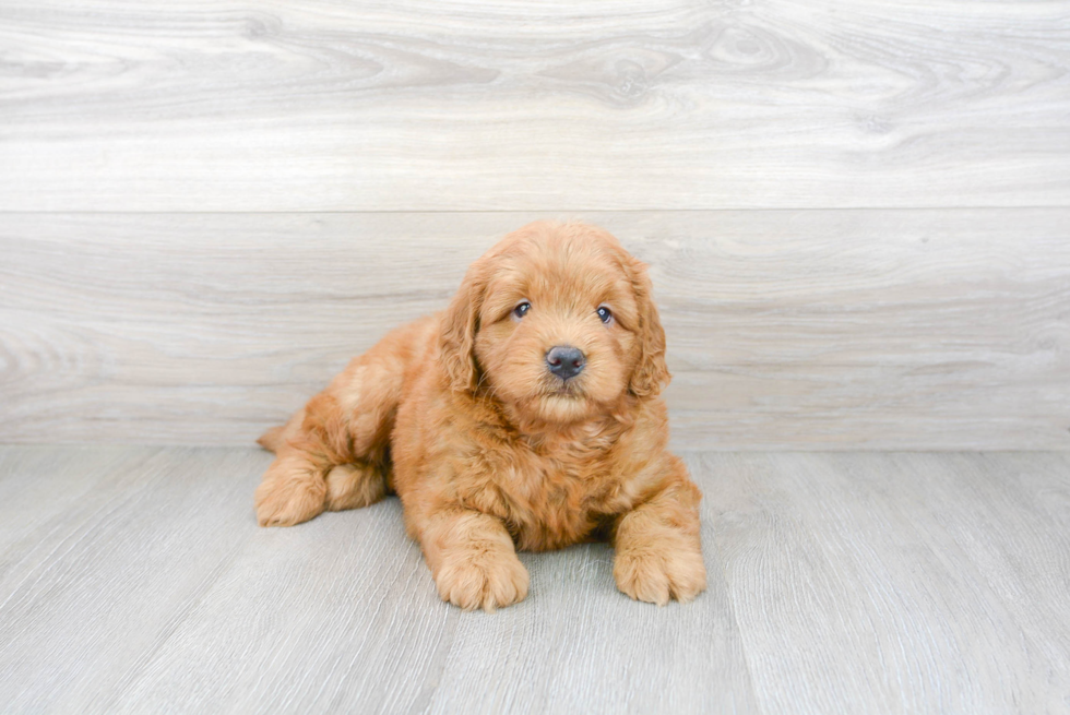 Cute Mini Goldendoodle Baby