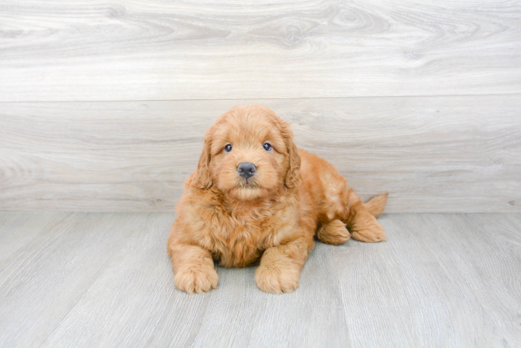 Cute Mini Goldendoodle Poodle Mix Pup