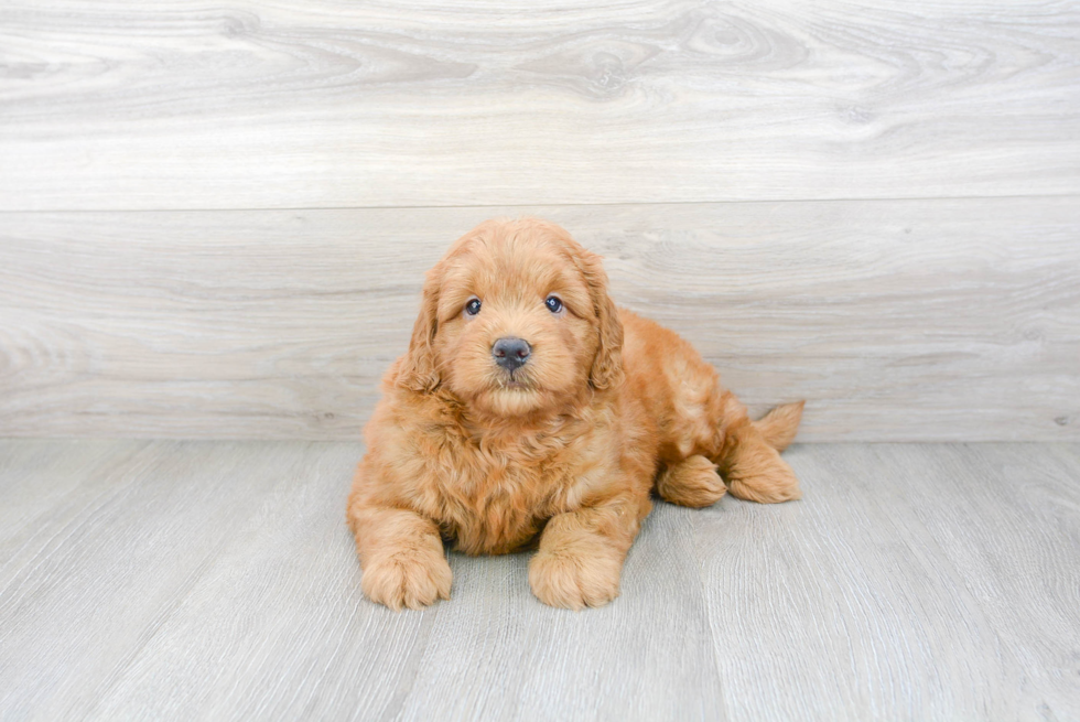 Cute Mini Goldendoodle Poodle Mix Pup