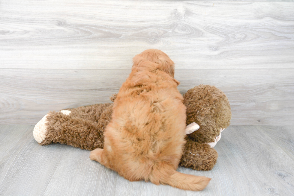 Cute Mini Goldendoodle Baby