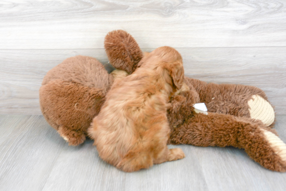 Mini Goldendoodle Pup Being Cute