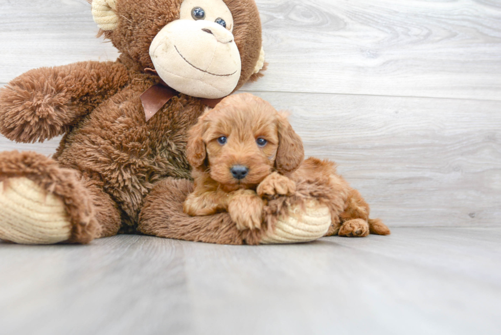 Mini Goldendoodle Puppy for Adoption