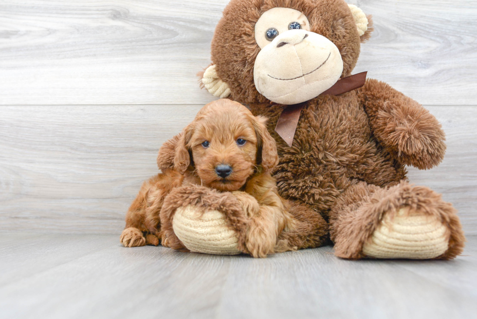 Mini Goldendoodle Puppy for Adoption