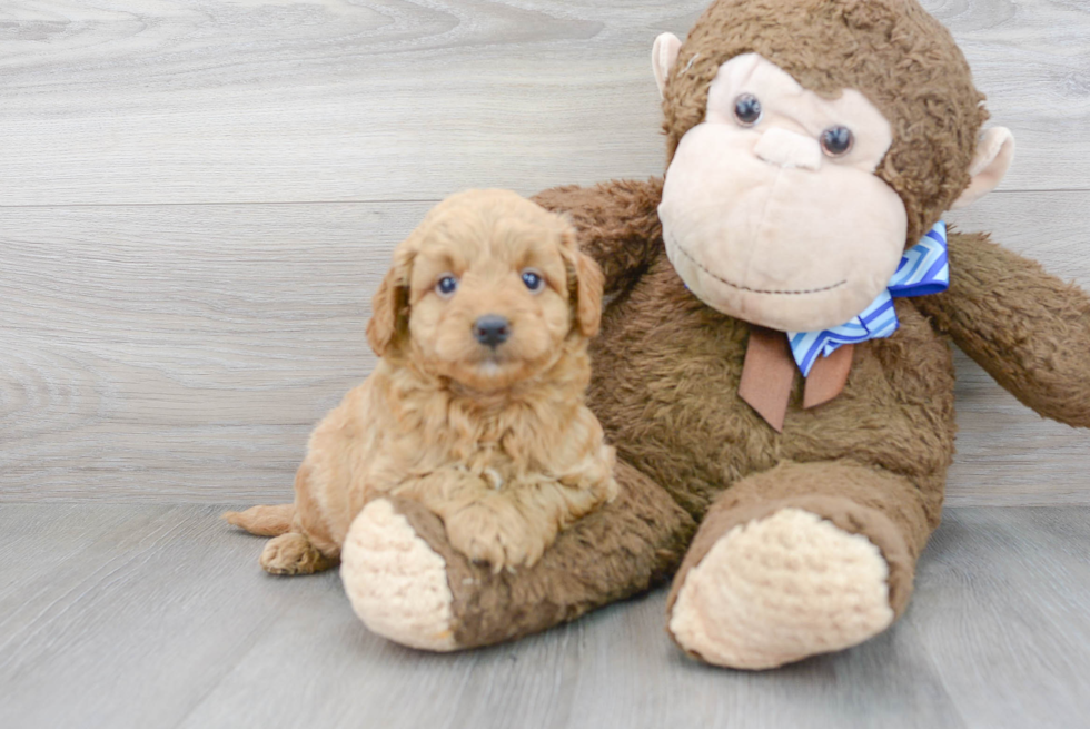 Best Mini Goldendoodle Baby