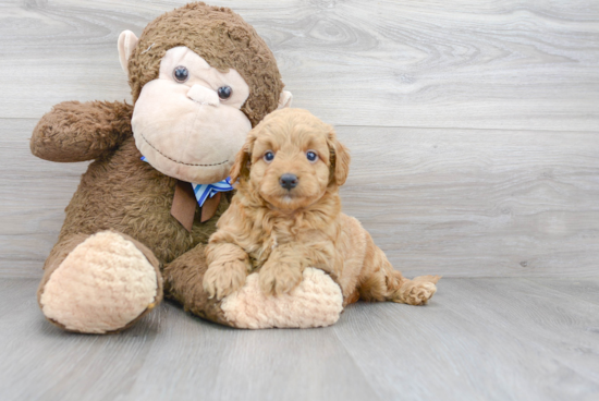 Best Mini Goldendoodle Baby