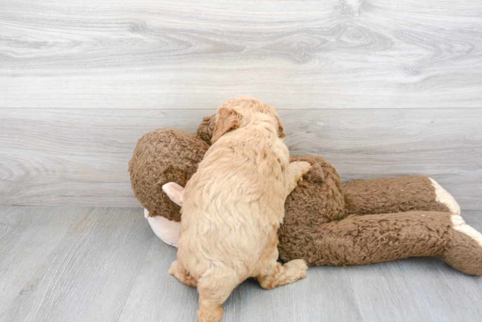 Energetic Golden Retriever Poodle Mix Puppy