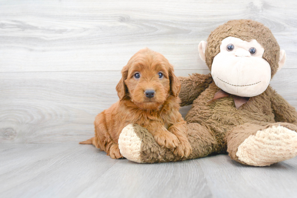 Happy Mini Goldendoodle Baby