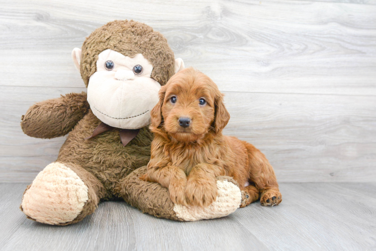 Petite Mini Goldendoodle Poodle Mix Pup