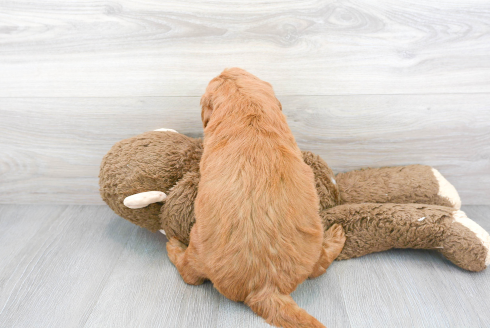 Fluffy Mini Goldendoodle Poodle Mix Pup