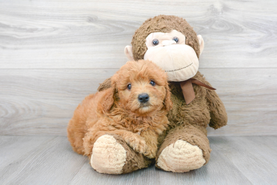 Happy Mini Goldendoodle Baby