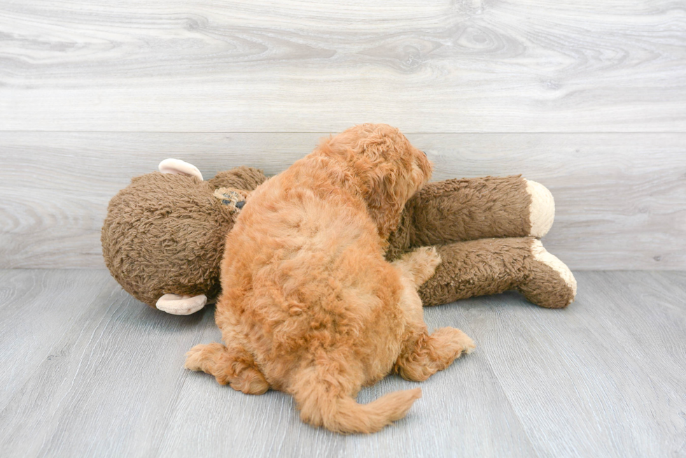 Best Mini Goldendoodle Baby