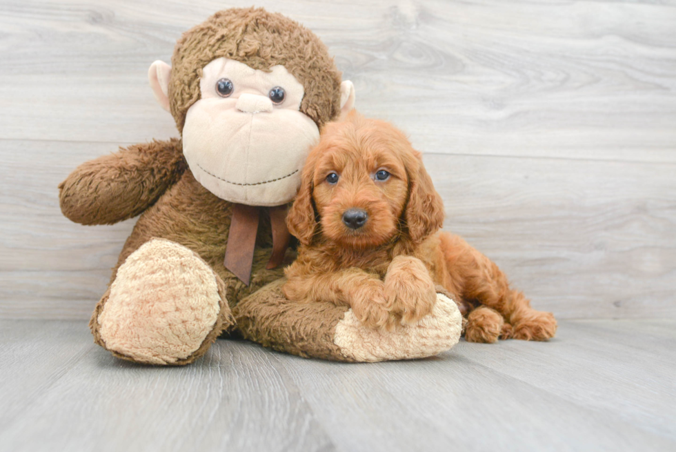 Mini Goldendoodle Pup Being Cute