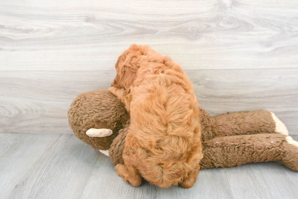 Mini Goldendoodle Puppy for Adoption