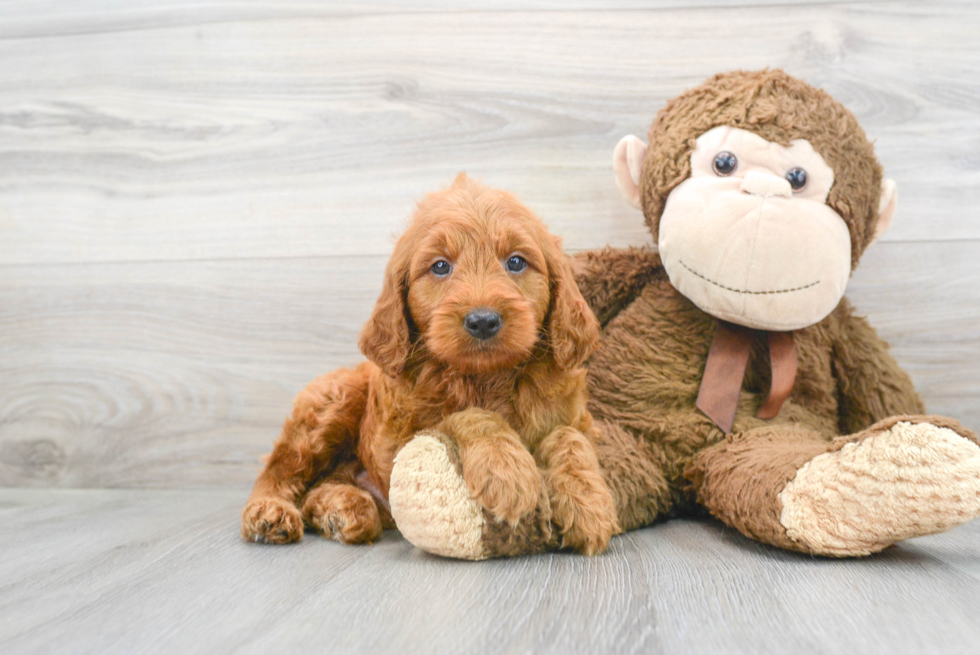 Friendly Mini Goldendoodle Baby