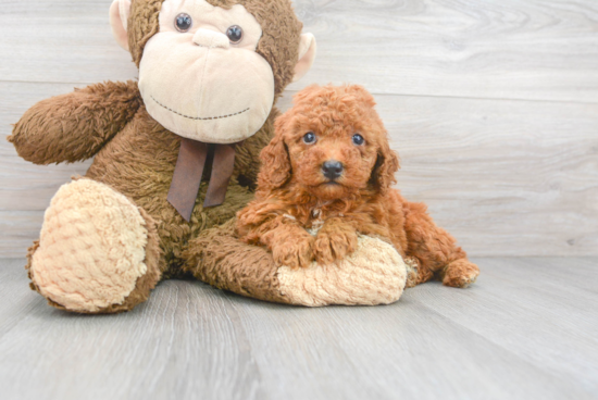 Cute Mini Goldendoodle Baby