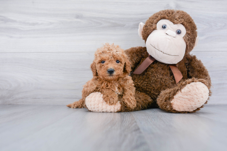 Best Mini Goldendoodle Baby