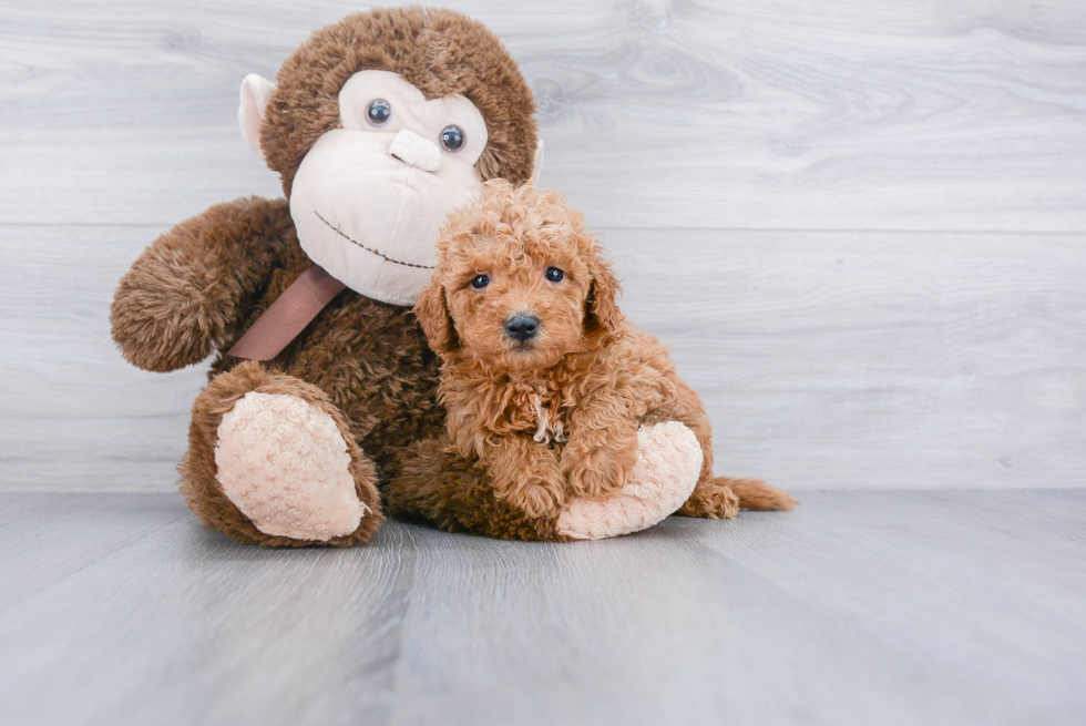 Mini Goldendoodle Puppy for Adoption