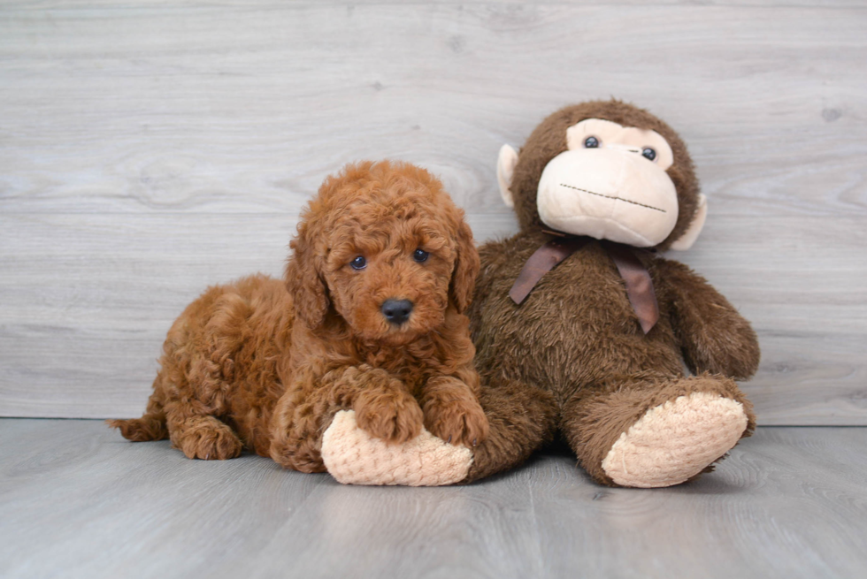 Small Mini Goldendoodle Baby