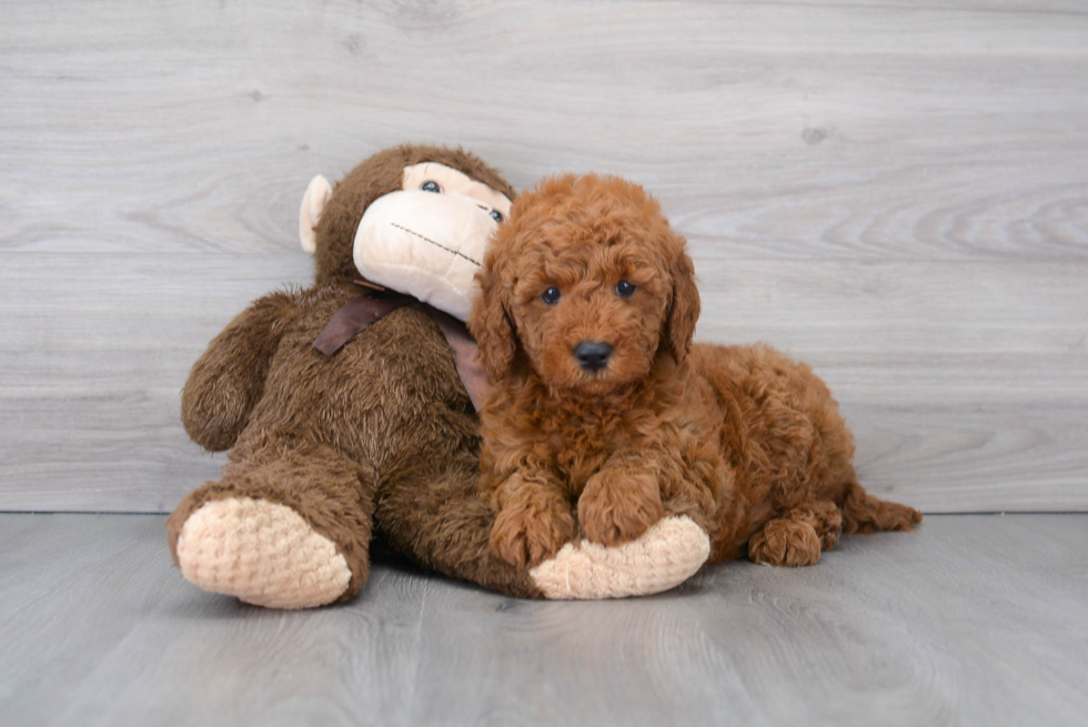 Smart Mini Goldendoodle Poodle Mix Pup