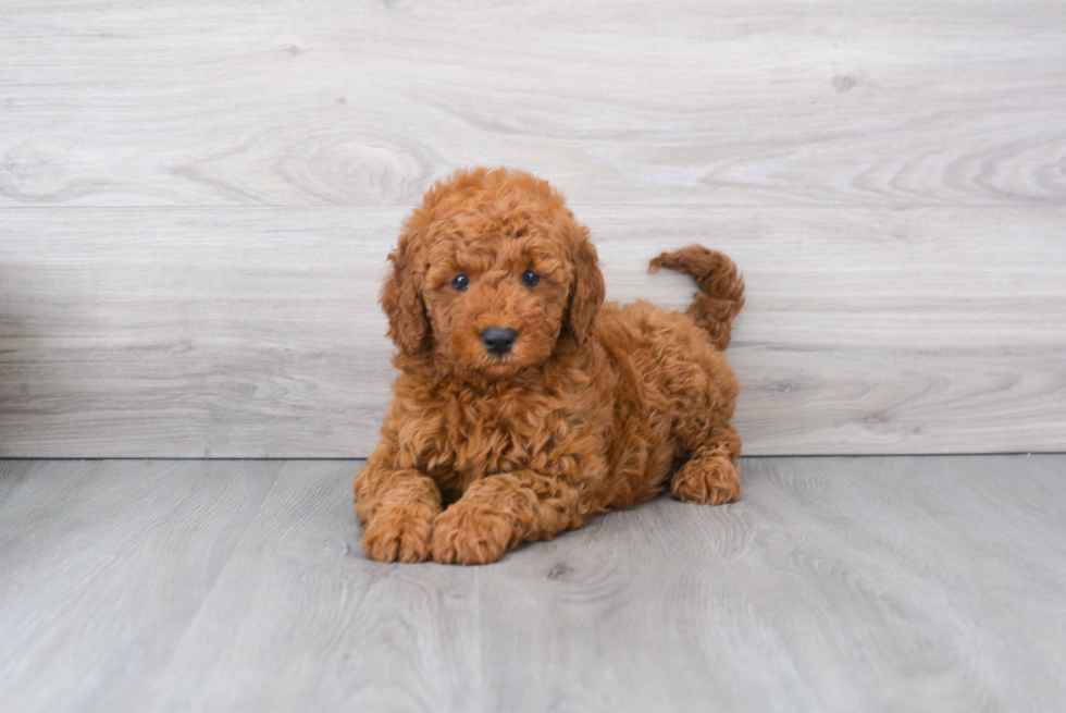 Popular Mini Goldendoodle Poodle Mix Pup