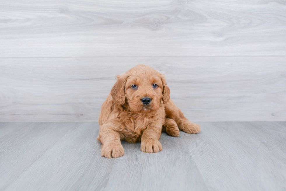 Mini Goldendoodle Puppy for Adoption