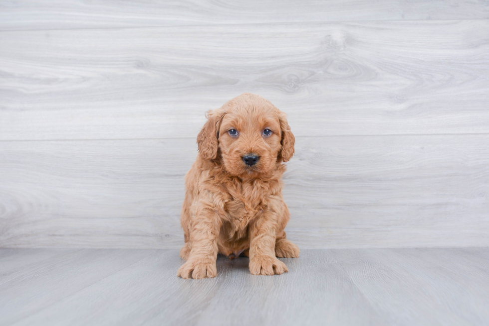 Mini Goldendoodle Puppy for Adoption