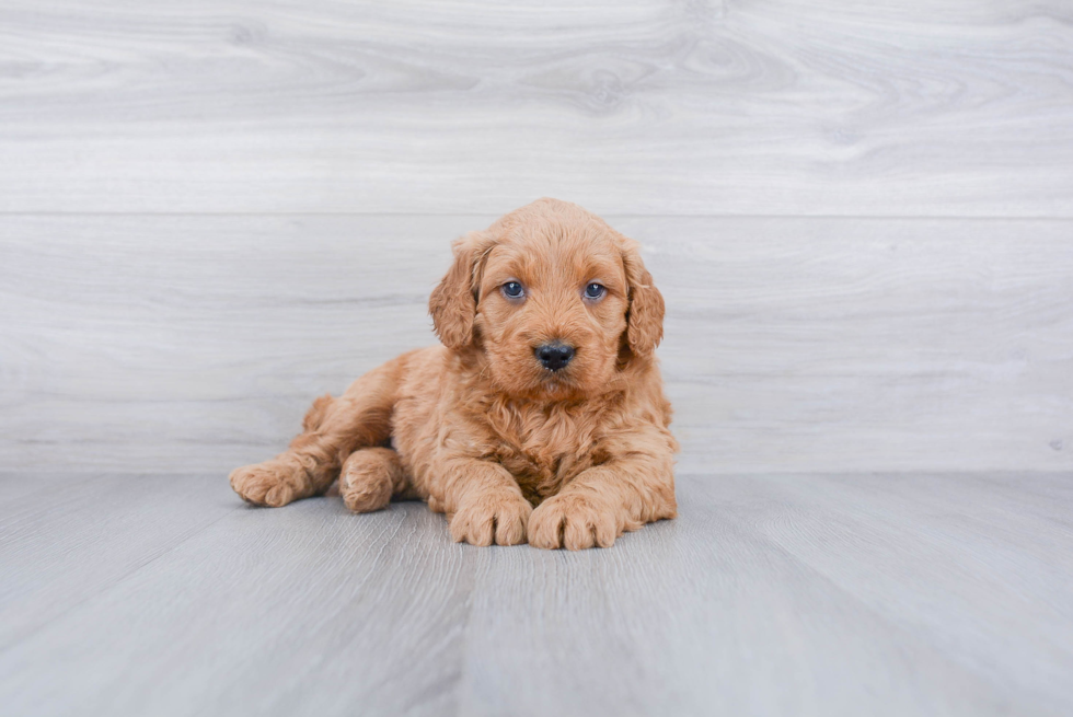 Happy Mini Goldendoodle Baby