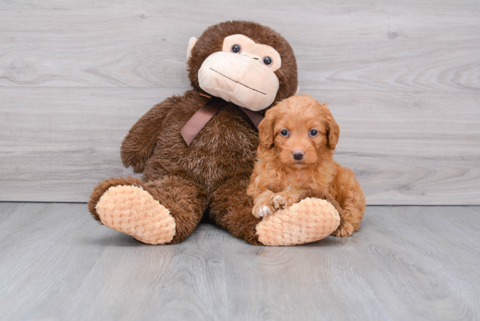 Funny Mini Goldendoodle Poodle Mix Pup