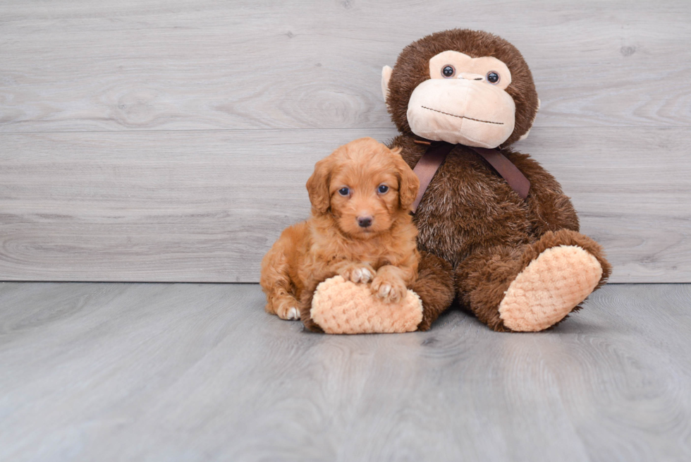 Cute Mini Goldendoodle Baby