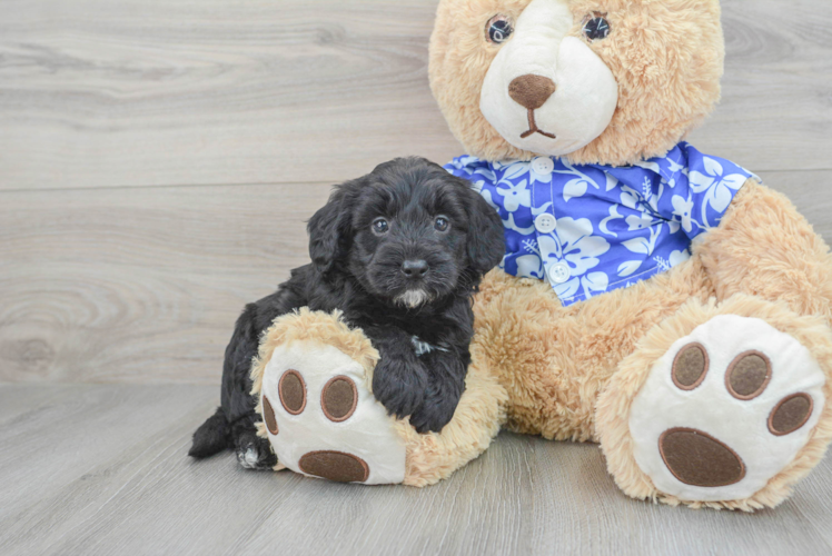 Fluffy Mini Goldendoodle Poodle Mix Pup
