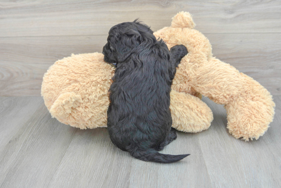Hypoallergenic Golden Retriever Poodle Mix Puppy
