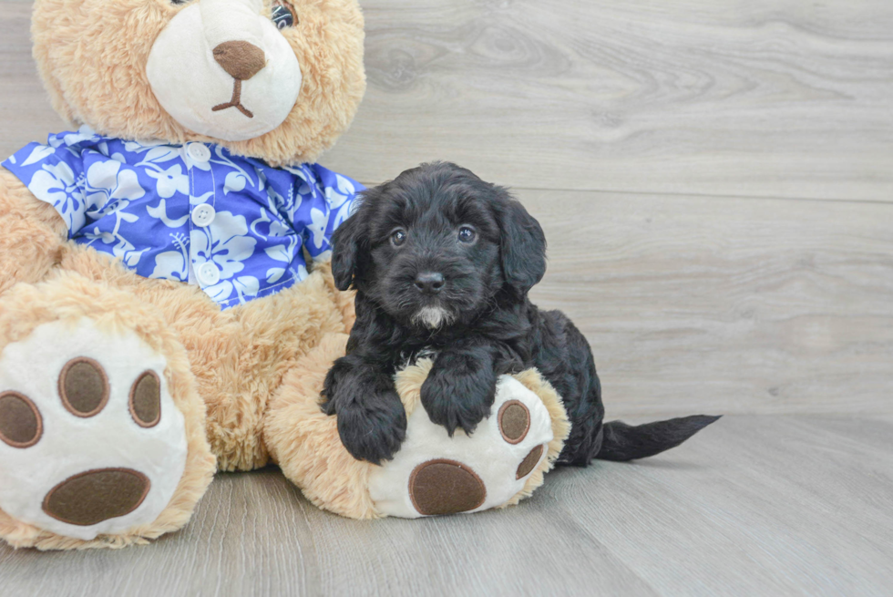 Petite Mini Goldendoodle Poodle Mix Pup