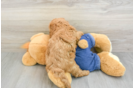 Mini Goldendoodle Puppy for Adoption