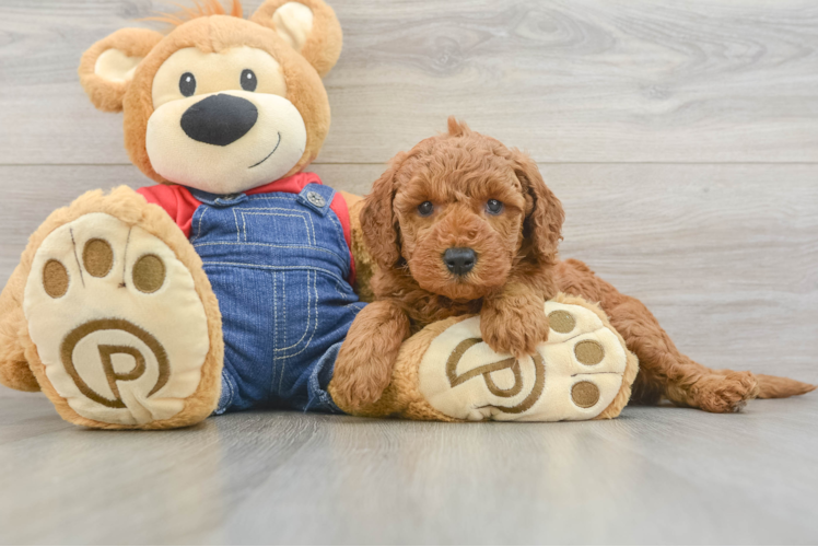 Little Mini Goldenpoo Poodle Mix Puppy