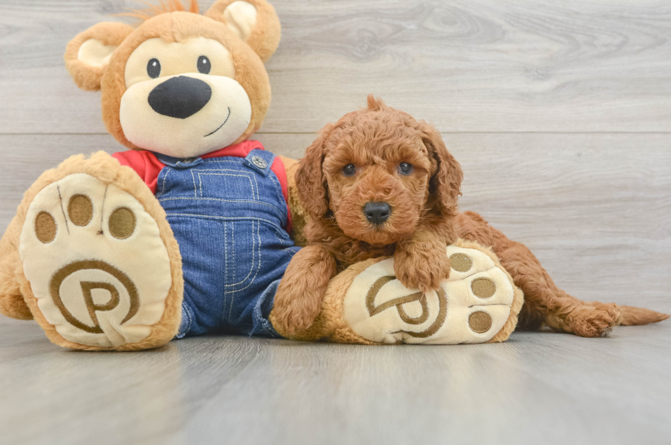 5 week old Mini Goldendoodle Puppy For Sale - Premier Pups