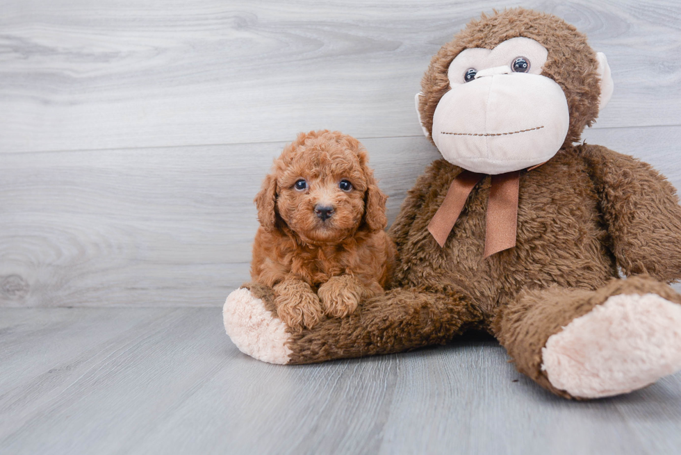 Mini Goldendoodle Pup Being Cute