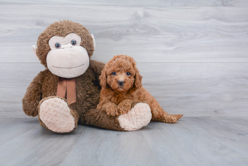 Friendly Mini Goldendoodle Baby