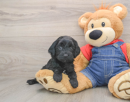 7 week old Mini Goldendoodle Puppy For Sale - Premier Pups