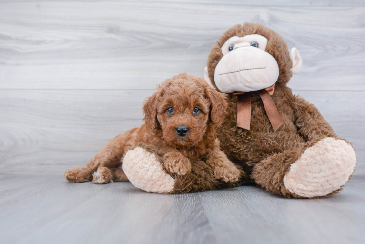 Smart Mini Goldendoodle Poodle Mix Pup