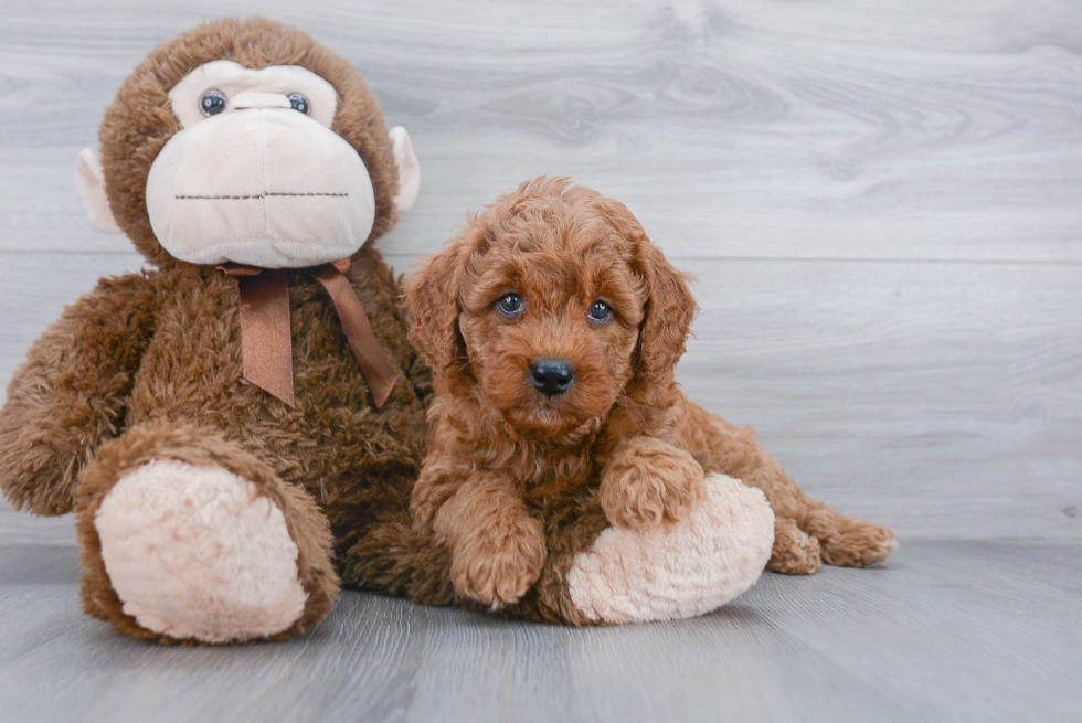 Mini Goldendoodle Pup Being Cute