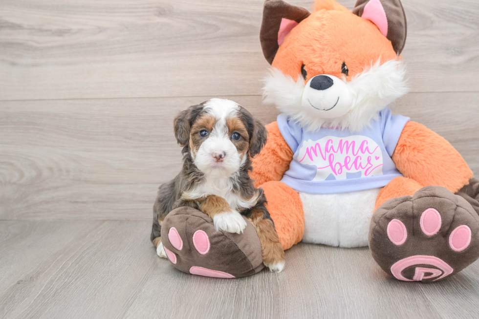 Best Mini Goldendoodle Baby