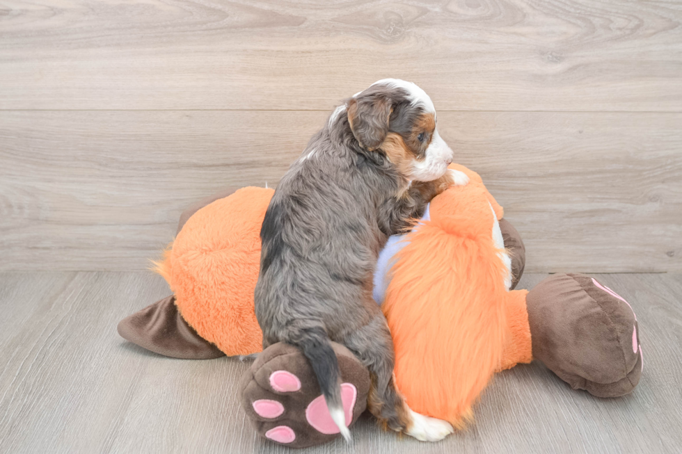 Popular Mini Goldendoodle Poodle Mix Pup