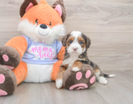 6 week old Mini Goldendoodle Puppy For Sale - Premier Pups