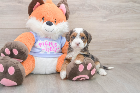 Adorable Golden Retriever Poodle Mix Poodle Mix Puppy