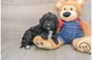 Mini Goldendoodle Pup Being Cute