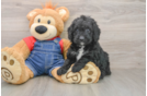 Best Mini Goldendoodle Baby