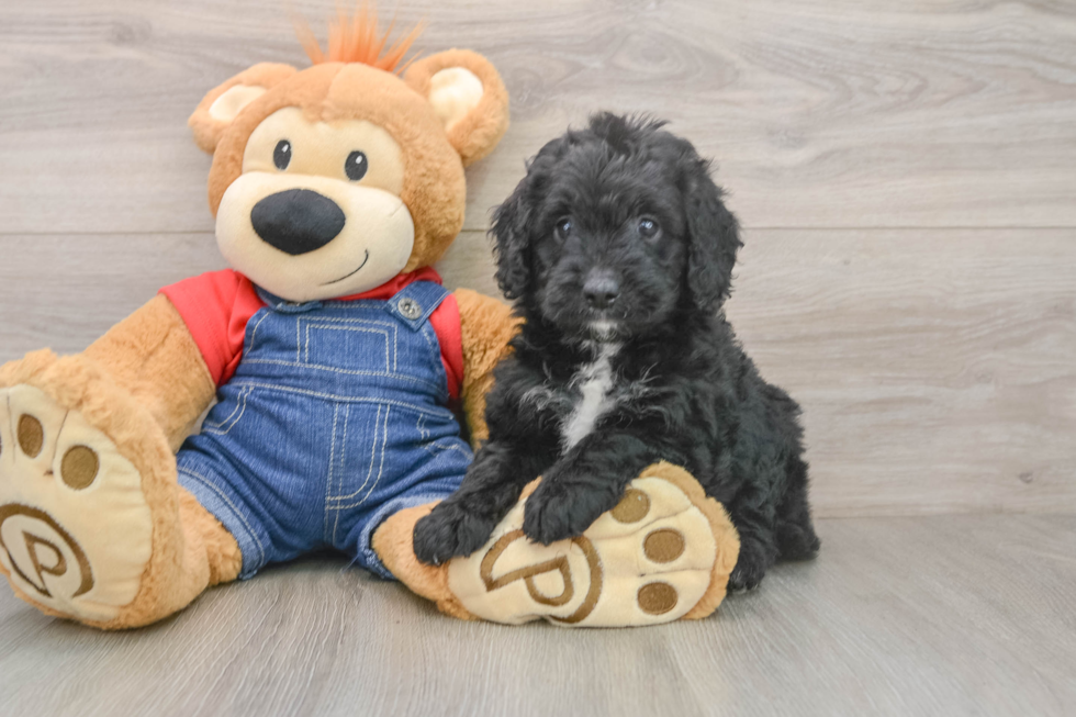 Best Mini Goldendoodle Baby
