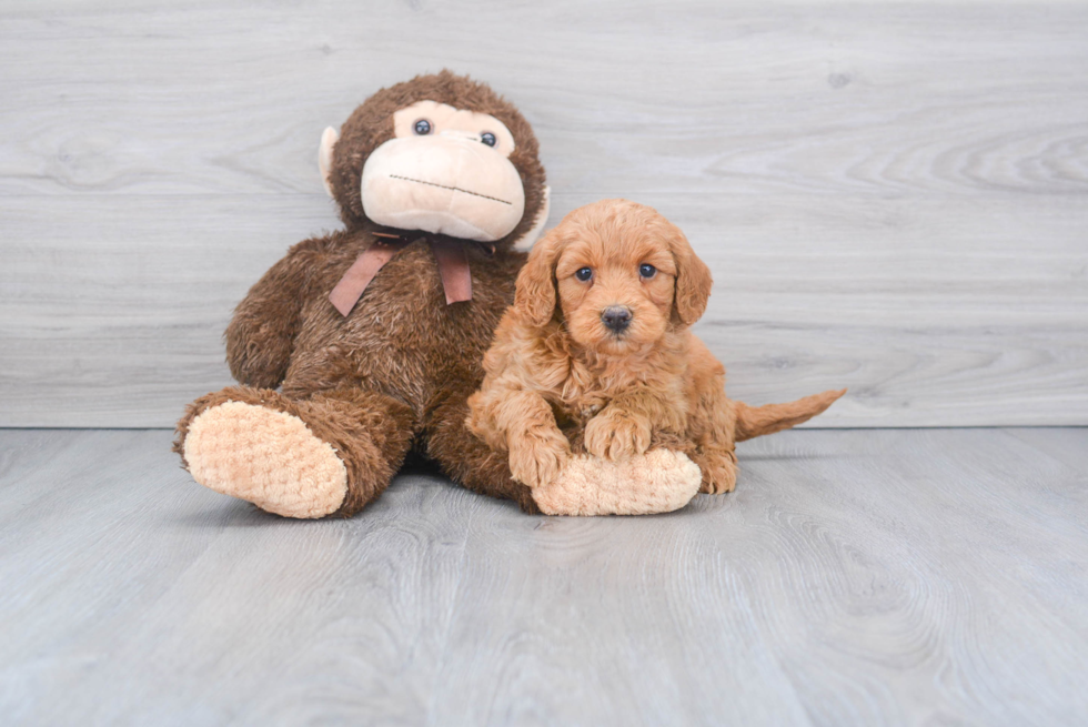Mini Goldendoodle Puppy for Adoption