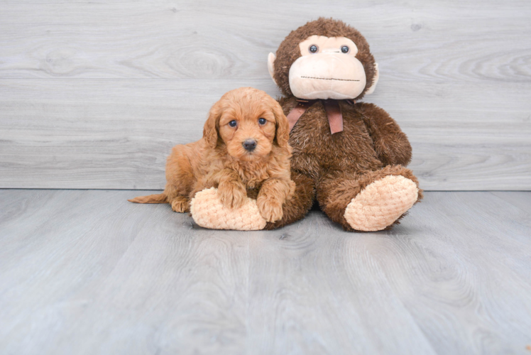 Playful Golden Retriever Poodle Mix Puppy
